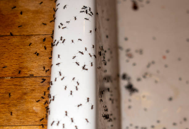 Best Best Pest Control Companies  in Soh Salt Lake, UT