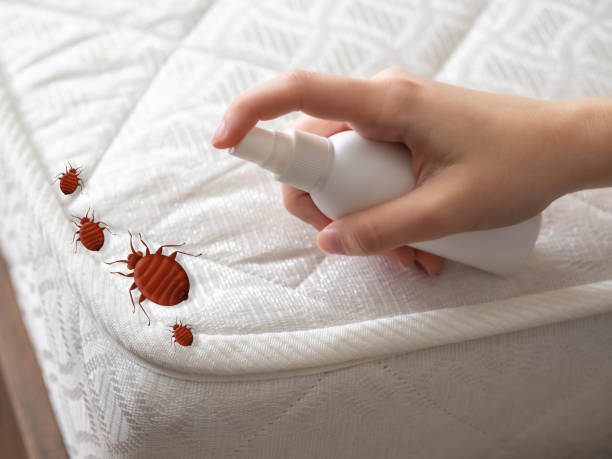 Best Ant Control Services  in Soh Salt Lake, UT